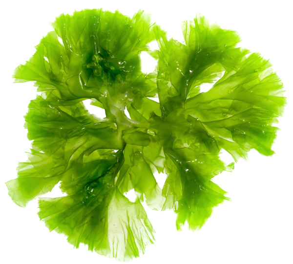 micro-algae-schizochytrium